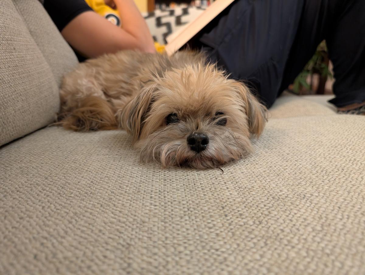 Luma laying on couch